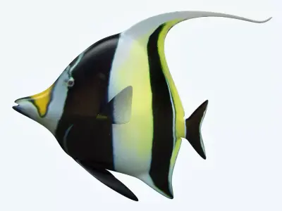 Manfish angel fish 3D model