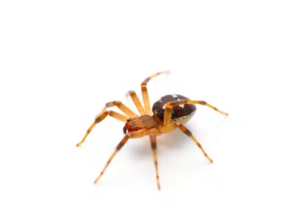Spotted Spider Texture model pack Low-poly 3D model