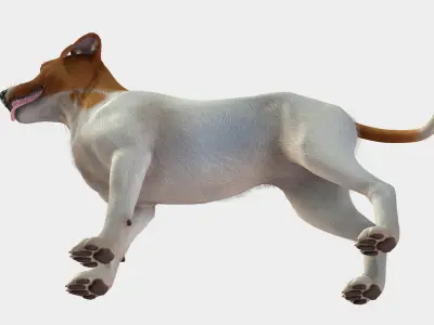 Dog - Jack Russell Terrier 3D model