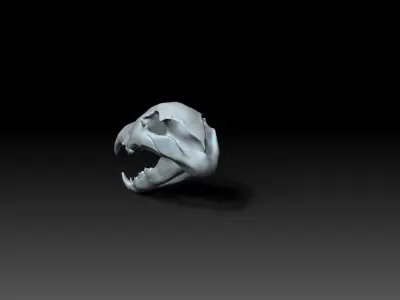 Cheetah Skull  3D model