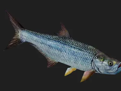 Tarpon Low-poly 3D model purchase