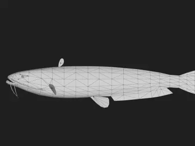 Catfish Low-poly 3D model 14