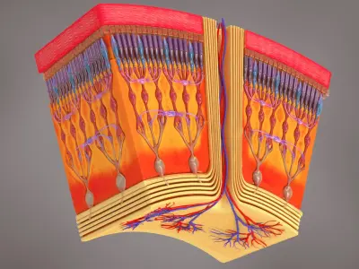 HD Retina in Cross Section 3D model