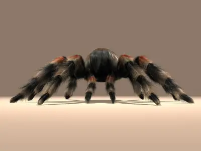 Tarantula (Mexican Redknee) (FUR) 3D model