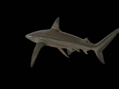Shark Low-poly 3D model shop