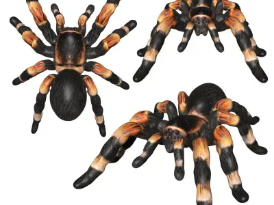 Tarantula spider Low-poly 3D model