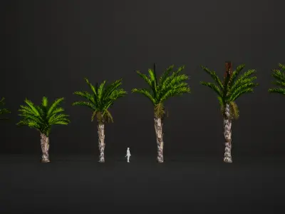 Vulnerable Plant - 6 Raphia australis Conifer Fruit Tree Low-poly 3D model