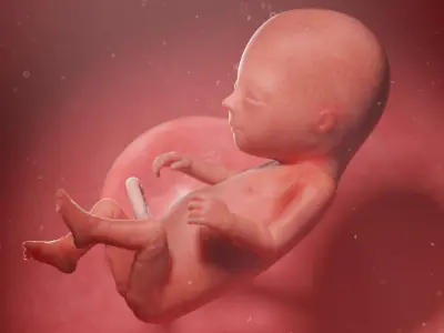 Fetus Week 14 Animated 3D model