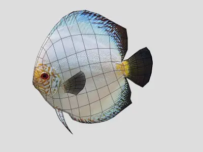 Discus  Realistic Animated Low-poly 3D model buy
