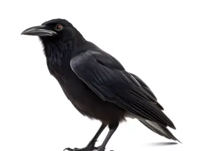 Sleek Raven Bird model pack Low-poly 3D model