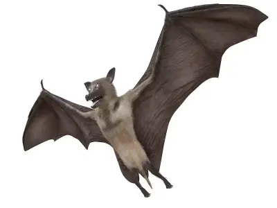 Bat bird rigged 3d model Low-poly 3D model