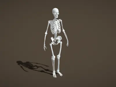 Props Pack - Human Skeleton Low-poly 3D model purchase