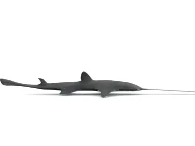 Saw shark Low-poly 3D model