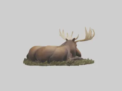 Sleeping Moose Model Low-poly 3D model
