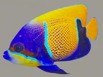 bluegirdled angel fish Low-poly 3D model