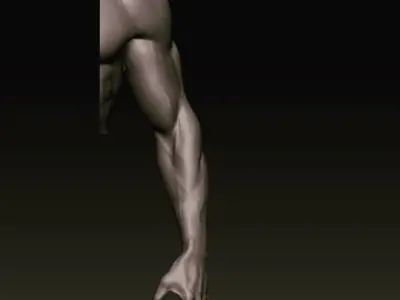 arm anatomy study  Free 3D model