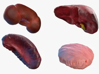  Human Organs Collection 