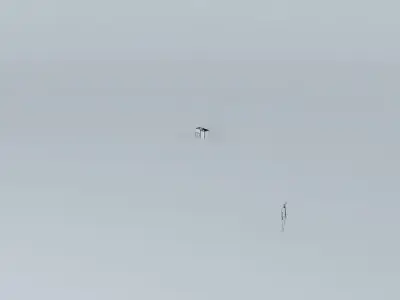 nataliorkut bird in sky on foggy day Free 3D model