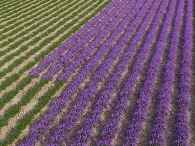  Lavender Field (+GrowFX) 