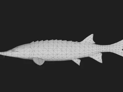 Sturgeon Low-poly 3D model get
