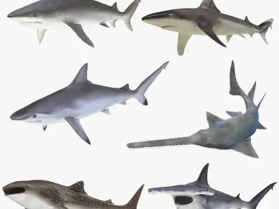 Rigged Sharks Collection 7 for Cinema 4D 3D model