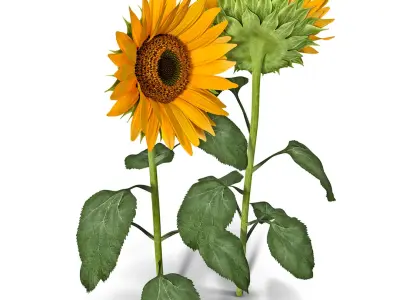  Sunflower 2 