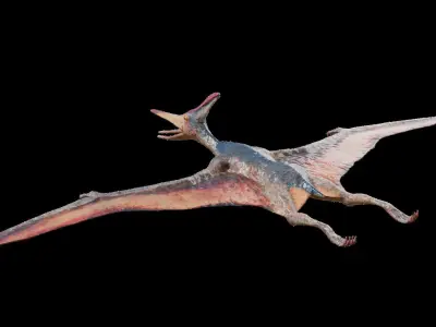 Pteranodon Low-poly 3D model purchase