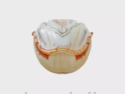 Vibrant Giant Clam Shell Model with Detailed Texture Low-poly 3D model
