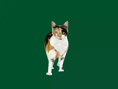 Calico Cat Free 3D model