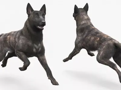Agile Herding Dog Dutch Shepherd Running Fur 3D model purchase