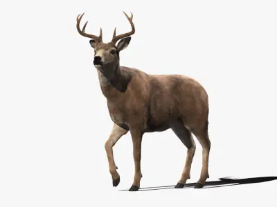 Deer Animated (Fur) 3D model