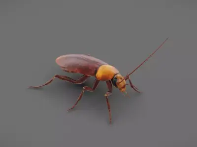 Roach - Read Description Low-poly 3D model