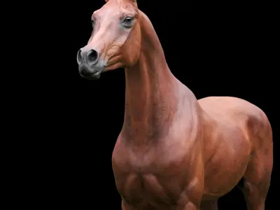 horse arabian BROWN Zbrush 3D model