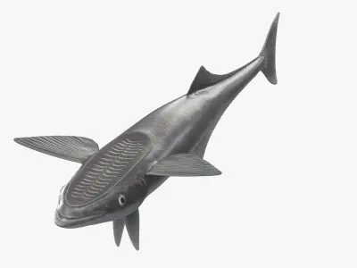  Remora Fish Rigged 