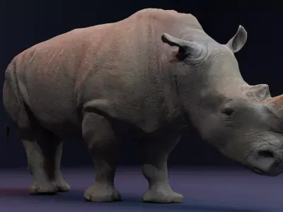 Rhino 3D Animation Model  3D model