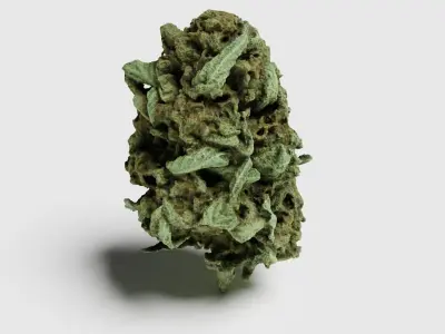 Cannabis Bud 07 3D model
