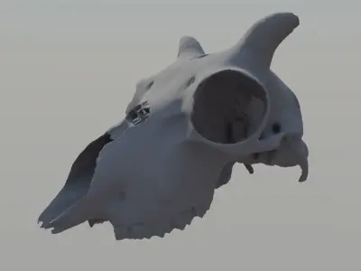 Young Sheep Skull 3D model