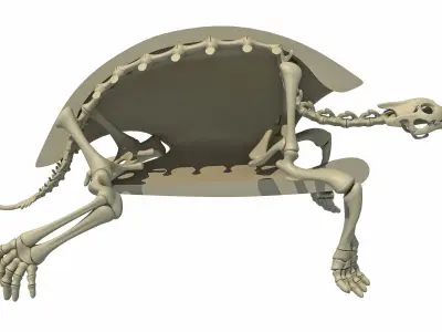 Turtle Skeleton with Cutaway Shell 3D model