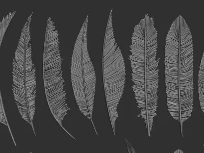 26  Feathers 3D model
