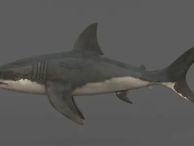 White Shark 3D model get