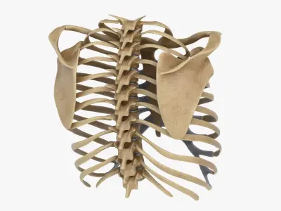  RibCage 