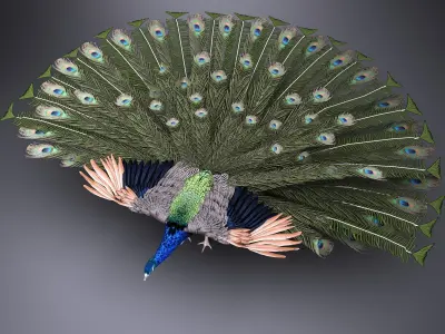Peacock 3D model get