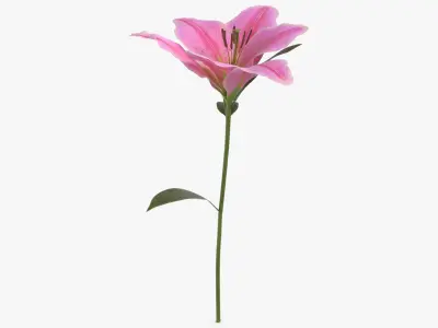 Lilium - Pink 3D model