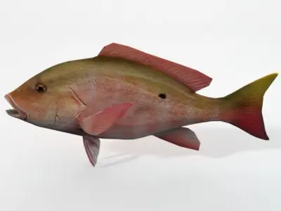 Snapper fish Low-poly 3D model