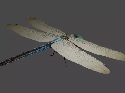 Dradon Fly Low-poly 3D model