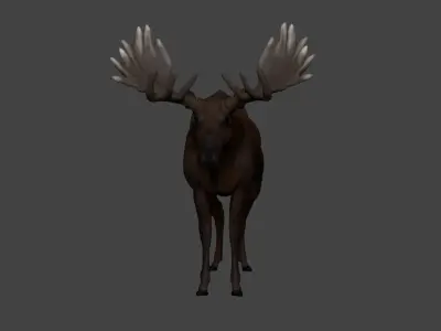 Moose Low-poly 3D model