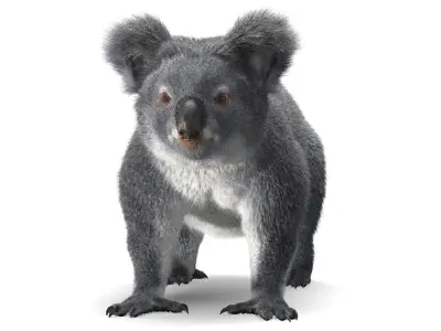 Koala 3D model order