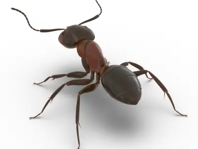 Red Ant Rigged for Maya 3D model