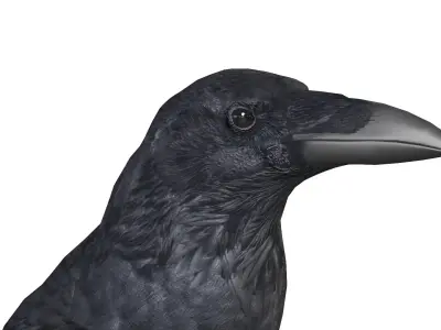 Raven 3D model purchase
