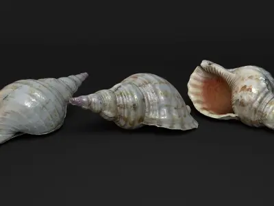 Seashells Vol 1 - Photogrammetry 3D model